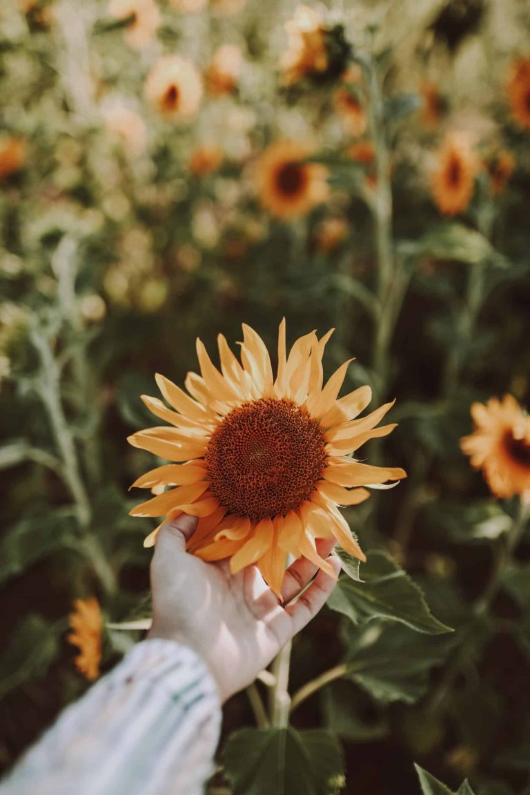 Agroecology as a Tool for Social Equity: Connecting Communities through Sustainable Practices