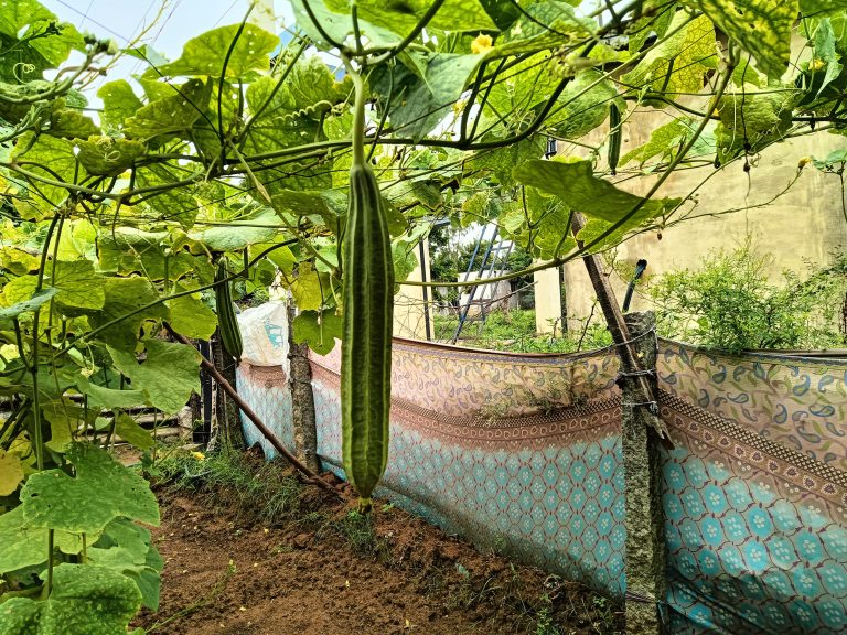 The Role of Urban Agroecology in Combating Climate Change